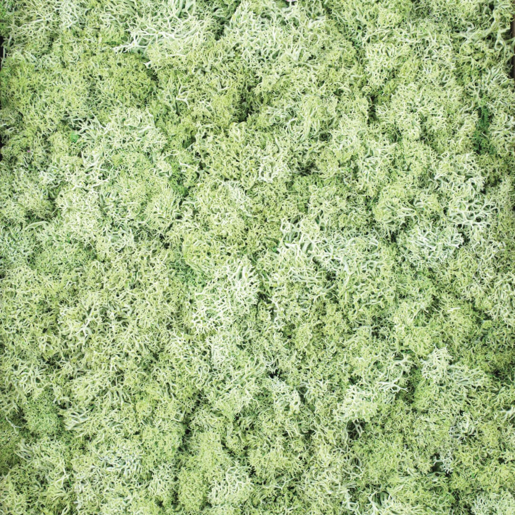 Natural Moss