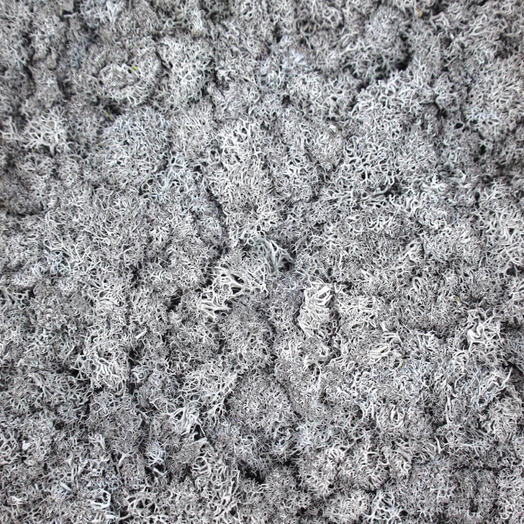 Natural Moss