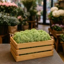 Natural Moss